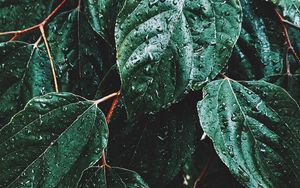 Preview wallpaper leaves, drops, macro, rain, green