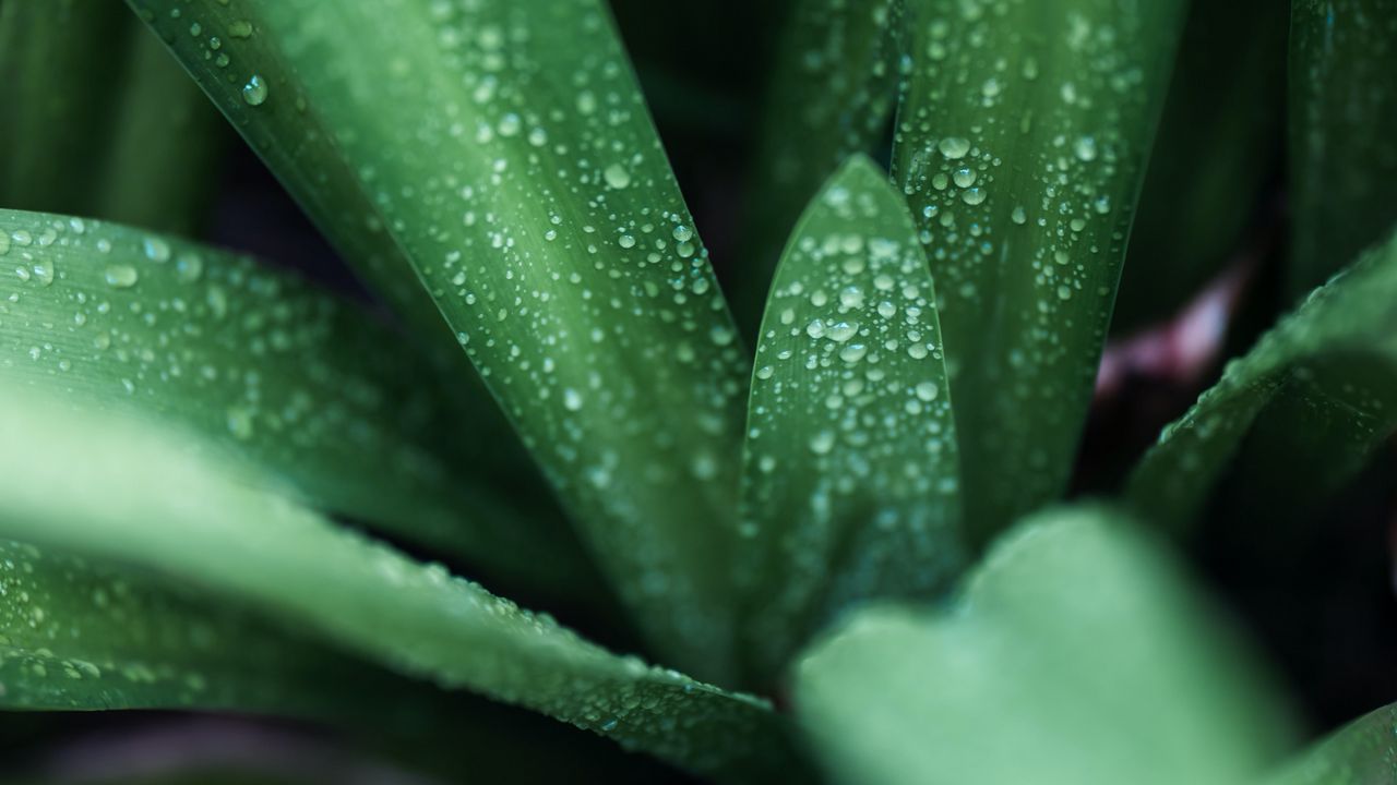 Wallpaper leaves, drops, macro, green