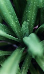 Preview wallpaper leaves, drops, macro, green