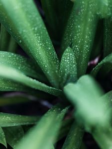 Preview wallpaper leaves, drops, macro, green