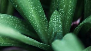 Preview wallpaper leaves, drops, macro, green
