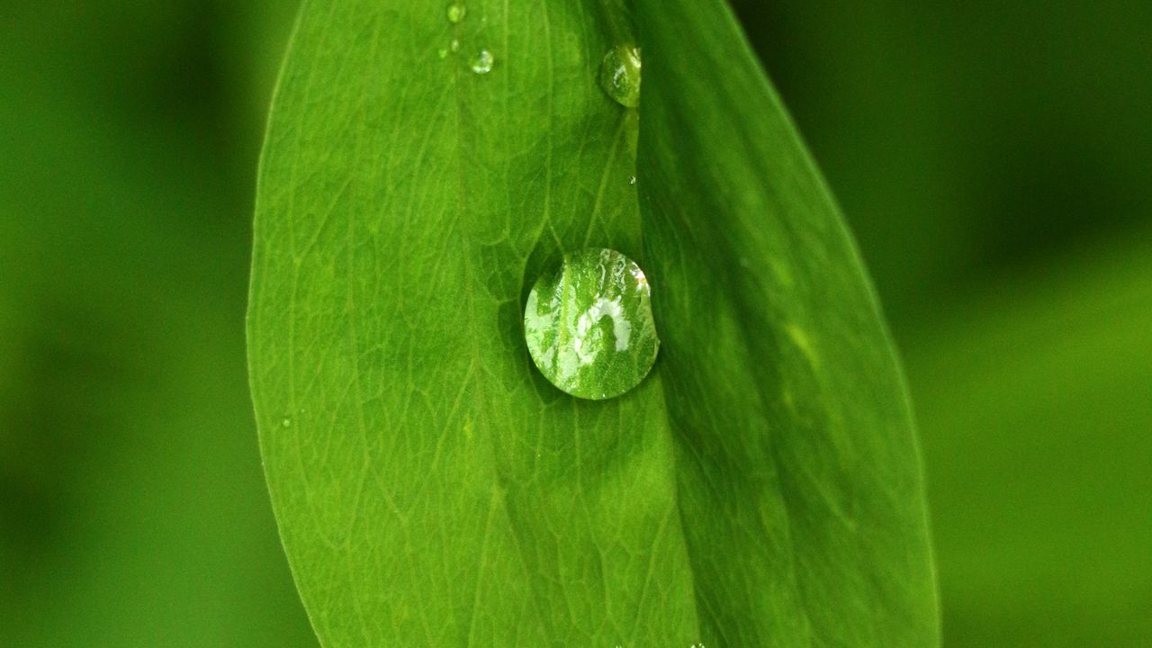 Wallpaper leaves, drops, macro, water
