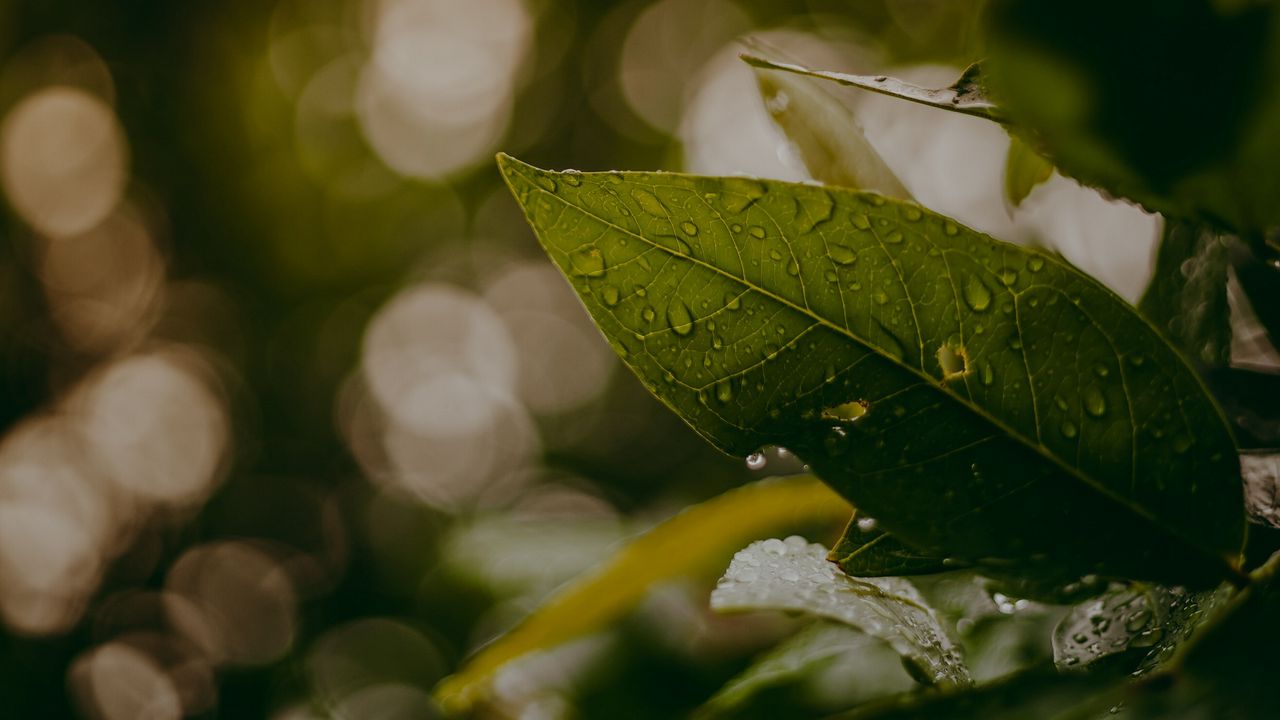 Wallpaper leaves, drops, macro, water, blur