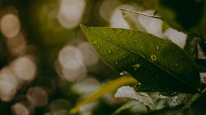 Preview wallpaper leaves, drops, macro, water, blur