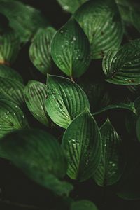 Preview wallpaper leaves, drops, macro, dew, plant
