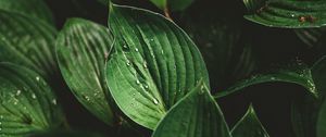 Preview wallpaper leaves, drops, macro, dew, plant