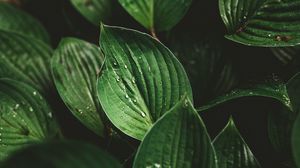 Preview wallpaper leaves, drops, macro, dew, plant