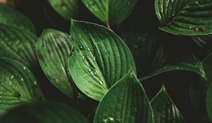 Preview wallpaper leaves, drops, macro, dew, plant