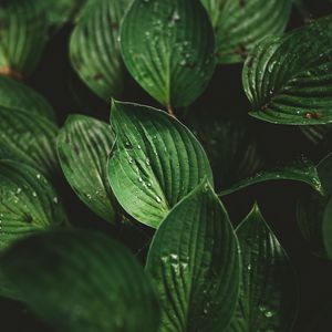 Preview wallpaper leaves, drops, macro, dew, plant