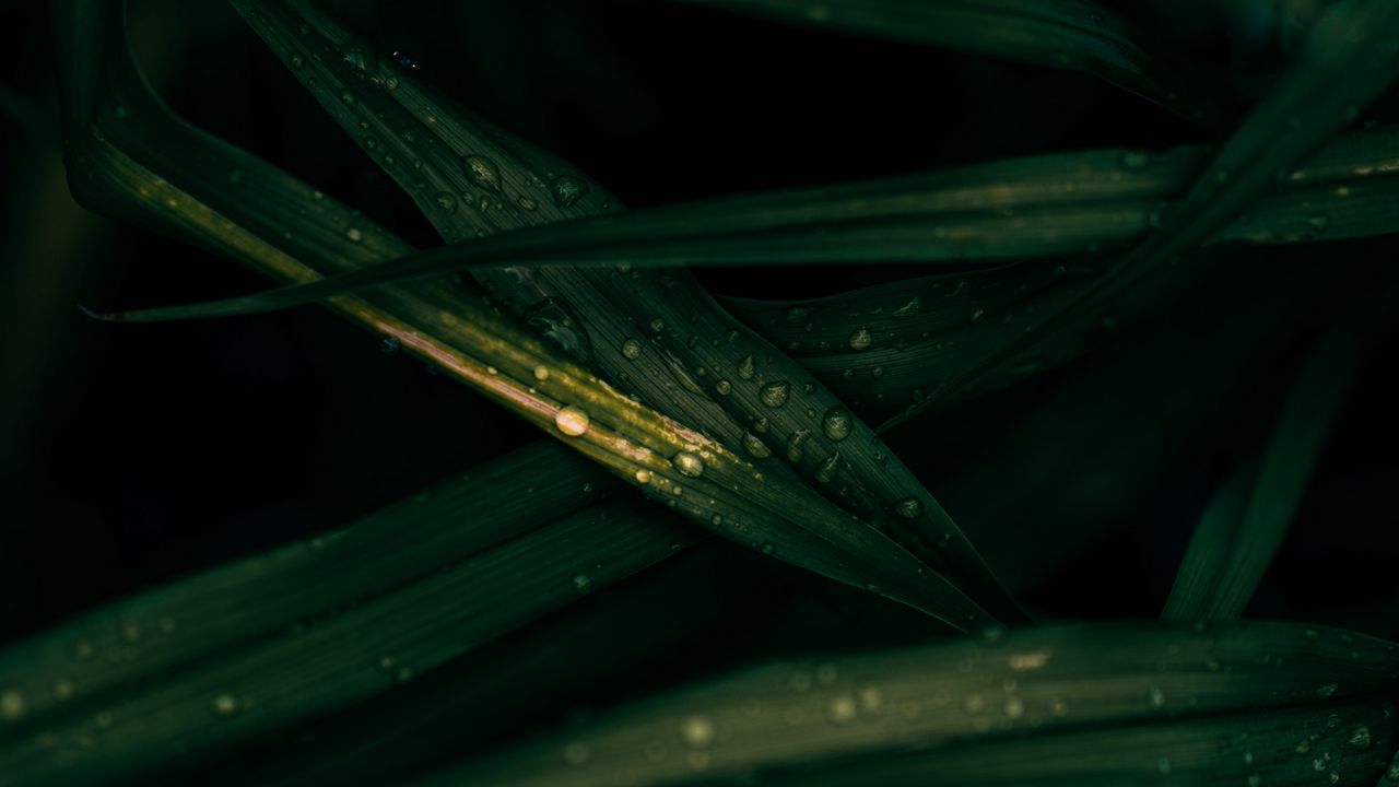 Wallpaper leaves, drops, macro, wet