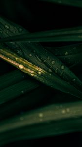 Preview wallpaper leaves, drops, macro, wet