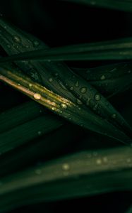 Preview wallpaper leaves, drops, macro, wet