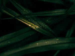 Preview wallpaper leaves, drops, macro, wet