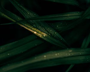 Preview wallpaper leaves, drops, macro, wet