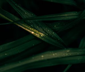 Preview wallpaper leaves, drops, macro, wet