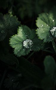 Preview wallpaper leaves, drops, macro, green, dew