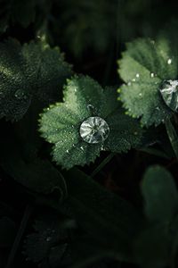 Preview wallpaper leaves, drops, macro, green, dew