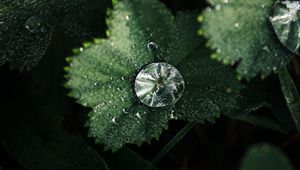 Preview wallpaper leaves, drops, macro, green, dew