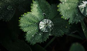 Preview wallpaper leaves, drops, macro, green, dew