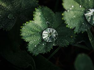 Preview wallpaper leaves, drops, macro, green, dew