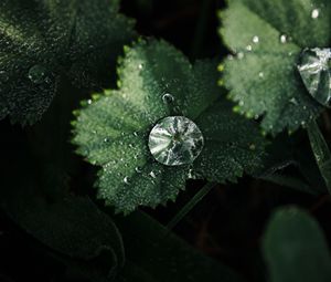 Preview wallpaper leaves, drops, macro, green, dew