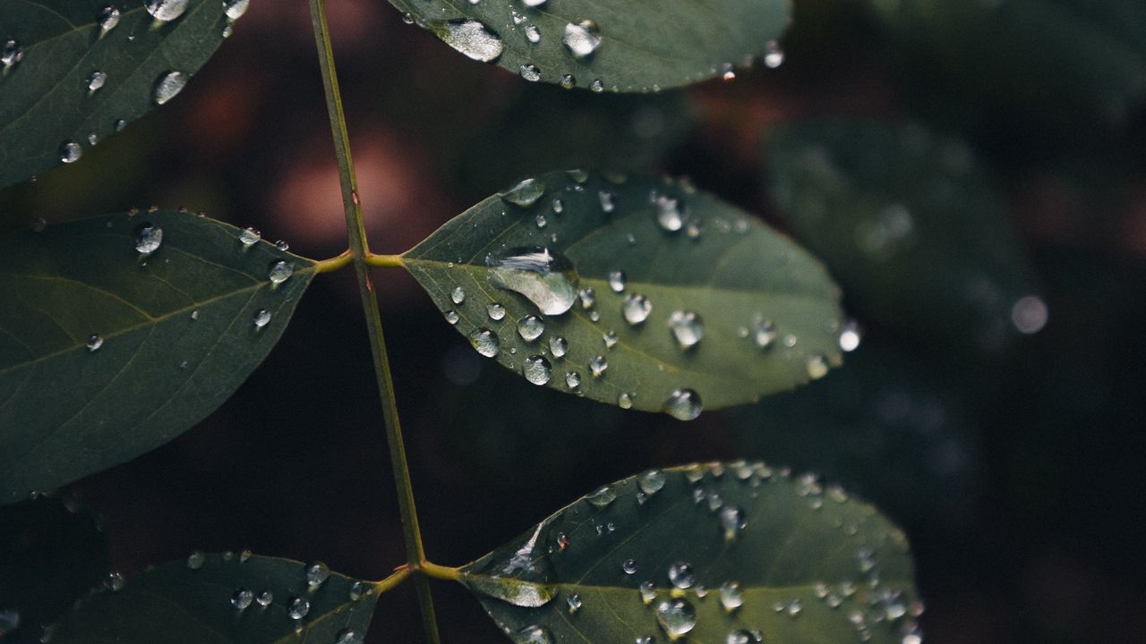 Wallpaper leaves, drops, macro, wet, green