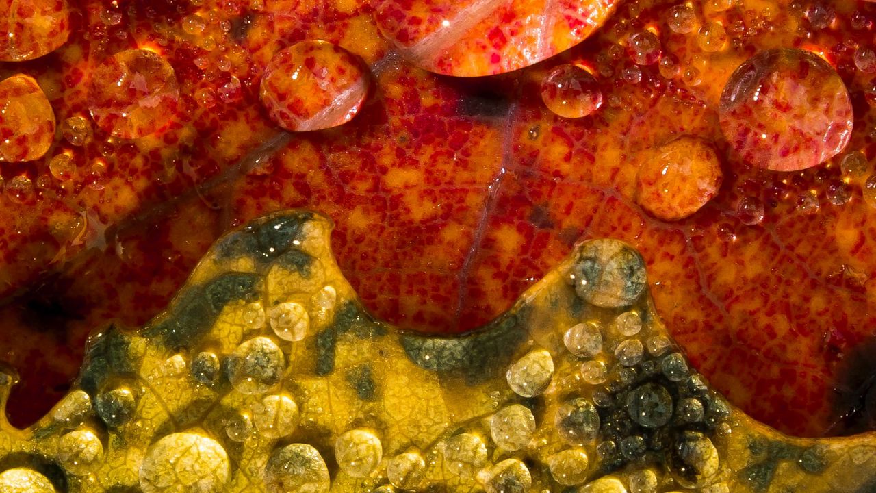 Wallpaper leaves, drops, macro, red, green