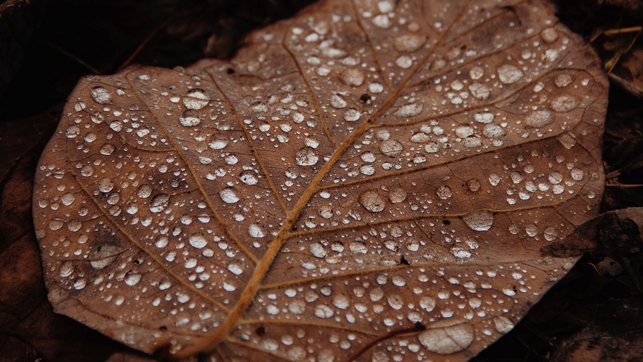 Wallpaper leaves, drops, macro, wet, brown