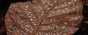 Preview wallpaper leaves, drops, macro, wet, brown