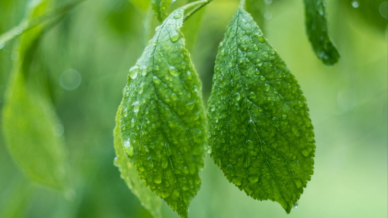 Wallpaper leaves, drops, macro, green, plant