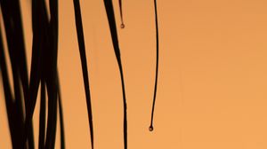 Preview wallpaper leaves, drops, macro, dark