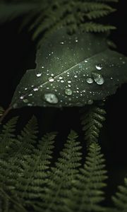 Preview wallpaper leaves, drops, macro, wet, green, plants