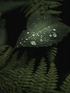 Preview wallpaper leaves, drops, macro, wet, green, plants