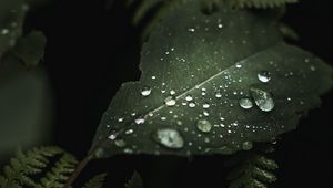 Preview wallpaper leaves, drops, macro, wet, green, plants