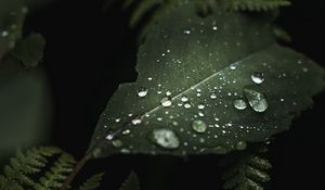 Preview wallpaper leaves, drops, macro, wet, green, plants