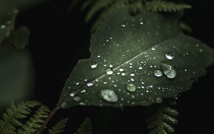 Preview wallpaper leaves, drops, macro, wet, green, plants