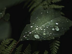 Preview wallpaper leaves, drops, macro, wet, green, plants