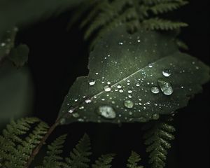 Preview wallpaper leaves, drops, macro, wet, green, plants