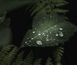 Preview wallpaper leaves, drops, macro, wet, green, plants