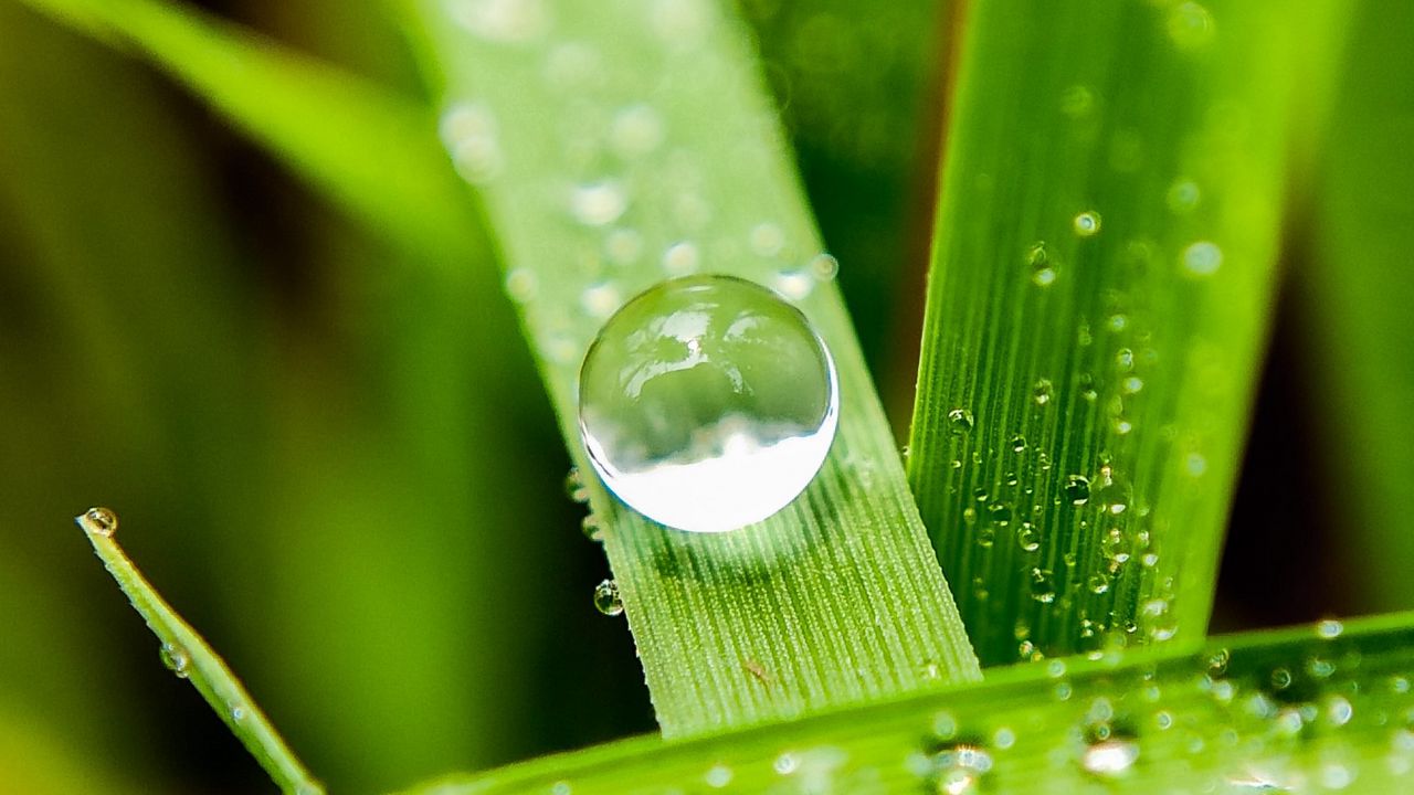 Wallpaper leaves, drops, macro, water, reflection