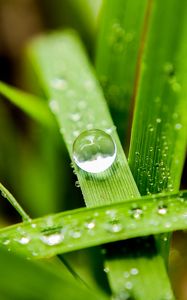 Preview wallpaper leaves, drops, macro, water, reflection
