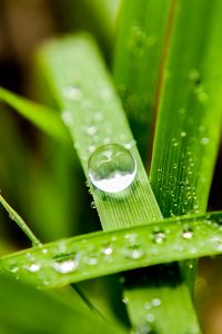 Preview wallpaper leaves, drops, macro, water, reflection