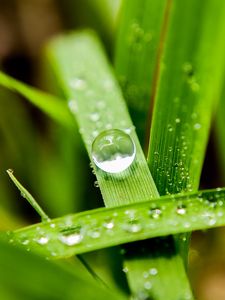 Preview wallpaper leaves, drops, macro, water, reflection