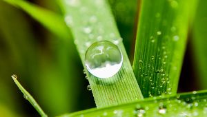 Preview wallpaper leaves, drops, macro, water, reflection