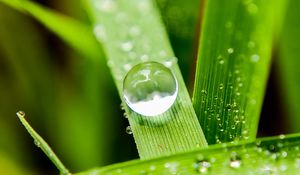 Preview wallpaper leaves, drops, macro, water, reflection
