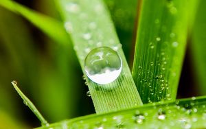 Preview wallpaper leaves, drops, macro, water, reflection