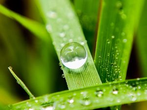 Preview wallpaper leaves, drops, macro, water, reflection