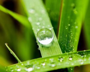 Preview wallpaper leaves, drops, macro, water, reflection