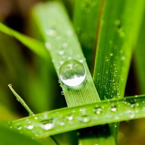Preview wallpaper leaves, drops, macro, water, reflection