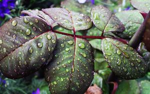 Preview wallpaper leaves, drops, moisture